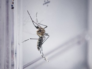 Paraná entra em estado de epidemia de dengue; número de mortes sobe para 30