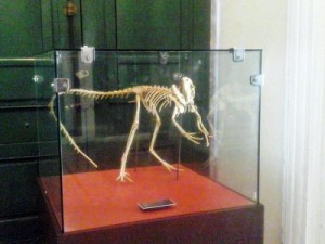 Fóssil raro de dinossauro encontrado no Ceará está entre material destruído em incêndio no Museu Nacional