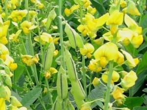 Conheça a Crotalária, flor utilizada no combate ao Aedes