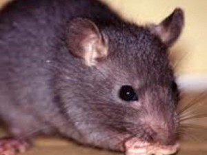 Permissionários e barbalhenses reclamam da sujeira no Mercado Público de Barbalha