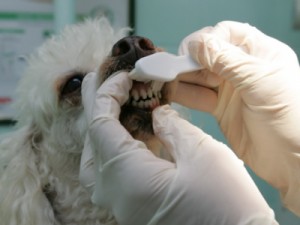 Ministério da Saúde determina cadastro de dentistas e outras 13 categorias para reforçar SUS