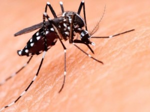 População de Barbalha está preocupada com aumento de casos de dengue