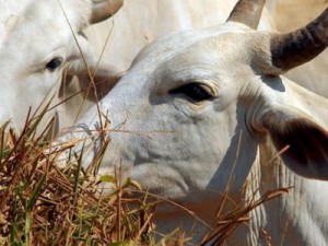 Ministério da Agricultura confirma vacinação contra a febre aftosa