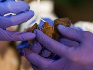 6 novos tipos de coronavírus são detectados em morcegos de Mianmar