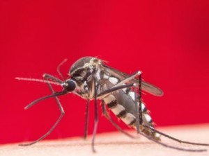 Brasil ultrapassa 500 mil casos de dengue no ano