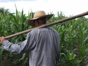 Ceará tem aumento de 2.372 pedidos negados de aposentadoria rural