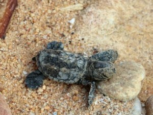 ICMBio registra nascimento de mais de 120 filhotes de tartaruga marinha em Jericoacoara