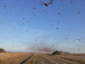 Ministério da Agricultura tem plano para acompanhar nuvem de gafanhotos