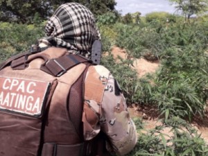 Polícia Militar erradica 3 mil pés de maconha