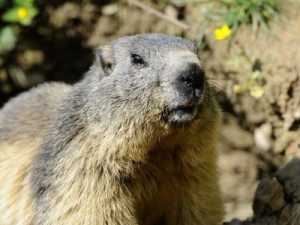 Adolescente que ingeriu carne de marmota morre de peste bubônica na Mongólia