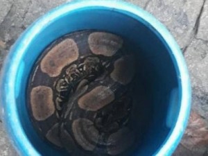 Homem compra jiboia para livrá-la de maus tratos e entrega animal à Patrulha Ambiental da prefeitura