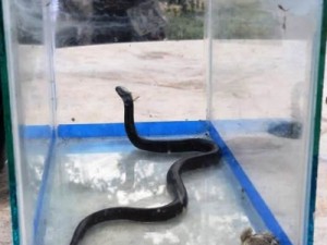 Duas cobras exóticas são apreendidas no Recife em caixas enviadas pelos Correios