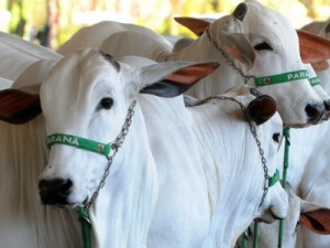 Ceará já chegou a 73% do rebanho vacinado contra a febre aftosa