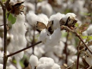 Agricultores do sertão do Ceará retomam produção de algodão após quase 40 anos