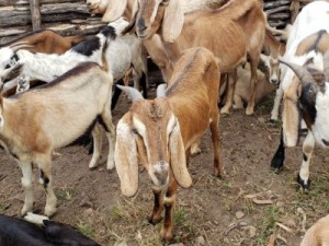 Criadores cearenses mobilizam-se por apoio à Embrapa Caprinos e Ovinos