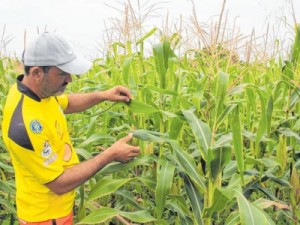 AgroNordeste e seguro rural beneficiam produtores no CE