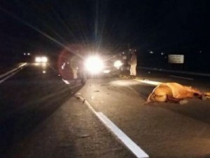 Acidente envolvendo moto e animal com vítima fatal em Barbalha