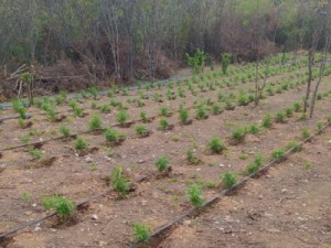 Polícia Militar encontra 4.500 pés de maconha em Porteiras