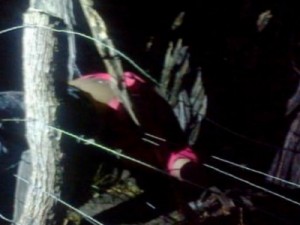 Jovem morre no local ao bater em cerca de arame farpado em Potengi