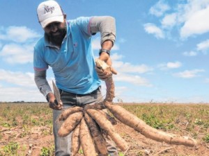 Praga ameaça safra de mandioca em Salitre, na região do Cariri