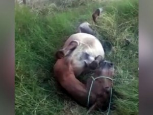 Animal maltratado em Nova Olinda se contorce em dores e carroceiro é preso