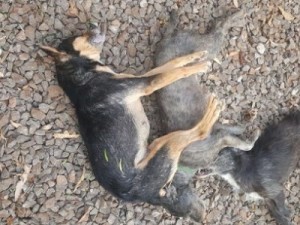 Matança de cães e gatos causa revolta a moradores do Bairro Alto do Rosário