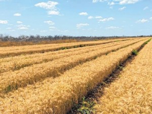 Projeto-piloto pretende ampliar em 10 vezes a produção de trigo no CE