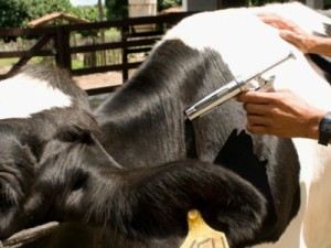 Ceará alcança cobertura vacinal contra a febre aftosa de 89,25% do rebanho