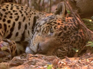 As histórias por trás de 3 fotos dos incêndios no Pantanal que viralizaram