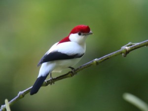 Dia da Natureza, o que Barbalha nos oferece em sua natureza?