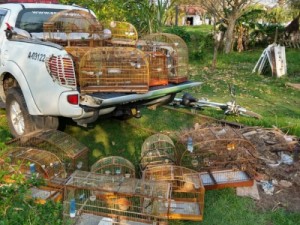 Homem é multado em R$ 17,5 mil por captura de aves silvestres em Itanhaém, SP