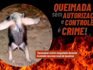 Queimadas: PGJ recomenda que promotores requisitem investigações de crimes ambientais