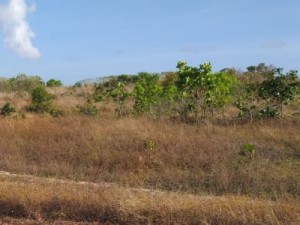 Corpo de mulher é encontrado com marcas de tiros e despido em Aquiraz