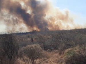 Incêndio em Icó atinge mais de mil hectares e deixa animais feridos