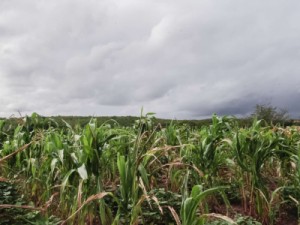 Ceará deve alcançar uma safra de grãos de 804.692 toneladas em 2020