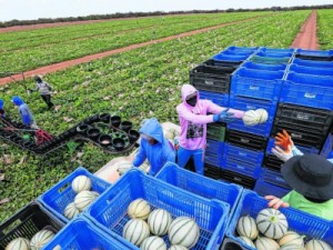 Com projeção de boas chuvas e novas opções de crédito, agronegócio se prepara para crescer em 2021