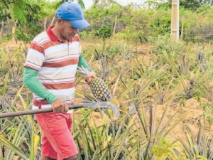 Boa quadra chuvosa beneficia retorno de culturas que estavam abandonadas por falta de água no CE