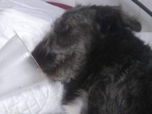 Cão salva menina de 12 anos do ataque de cobra jararaca e está internado em SP