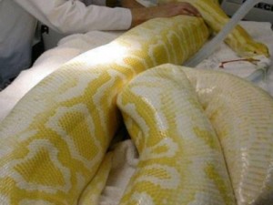 Serpente gigante é resgatada por bombeiros no Ceará e recebe cuidado veterinário