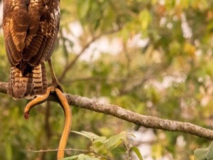Gavião jovem é flagrado com cobra sem cabeça após caça no Pantanal de MS