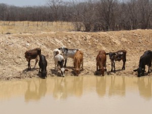 Governo Federal reconhece situação de emergência em 11 municípios do Ceará