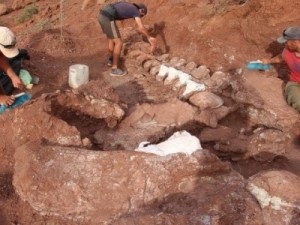 Fósseis de dinossauro encontrados na Argentina podem ter sido do maior de todos