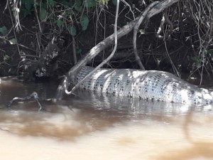 Sucuri de 6 metros é flagrada boiando em rio após engolir presa em MS