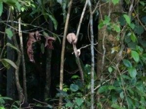 Crânio é encontrado pendurado em mangueira perto de motel