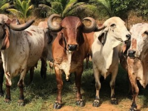 Brasil tem quase 30 fábricas de vacina para gado e só 2 para humanos