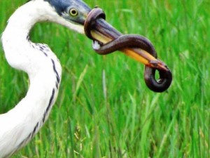 Flagrante de biólogo mostra muçum enrolado no bico de garça em MS