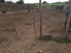 Vaqueiro e agricultor são mortos a tiros na zona rural de Icó - CE