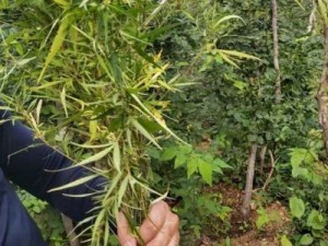 152 mudas de maconha são encontradas pela polícia em plantação de Caririaçu