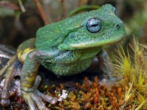 Nova espécie de rã marsupial é descoberta na amazônia peruana