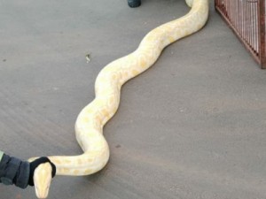 Cobra píton albina de mais de 2 metros é capturada dentro de casa, em Goiás